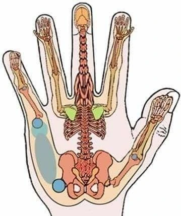 Ilustração de uma mão com representações de partes do corpo no modelo de microssistemas.