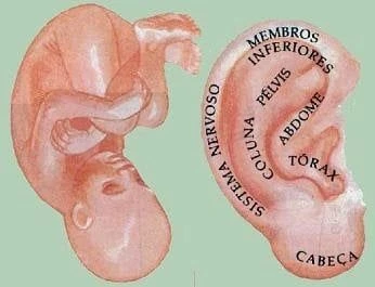 Ilustração que aproxima a forma da orelha à de um feto e indica regiões no modelo tradicional.
